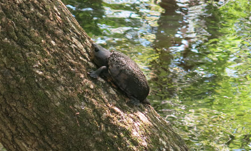 Manatee Springs Turtle