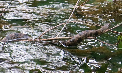 Manatee Water Snake